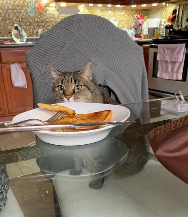 ONI BI ZA HRANU UČINILI DOSLOVNO SVE: Urnebesne fotografije pokazuju o kakvim je žicaro&scaron;ima riječ