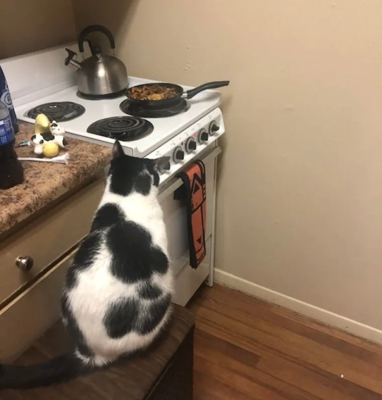 ONI BI ZA HRANU UČINILI DOSLOVNO SVE: Urnebesne fotografije pokazuju o kakvim je žicaro&scaron;ima riječ