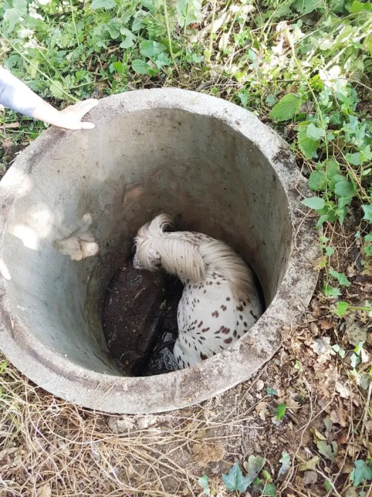 Patuljasti konj Chiquita tijekom šetnje šumom upao je u odvod i nije znao van. U spašavanje konjića uključili su se spasilački timovi, uključujući veterinare i stručnjake za spašavanje životinja.