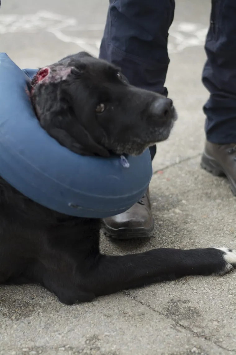UZNEMIRUJUĆE FOTOGRAFIJE Poku&scaron;ao ubiti psa, ali preživio je: 'Razotkrili smo stra&scaron;nu priču'