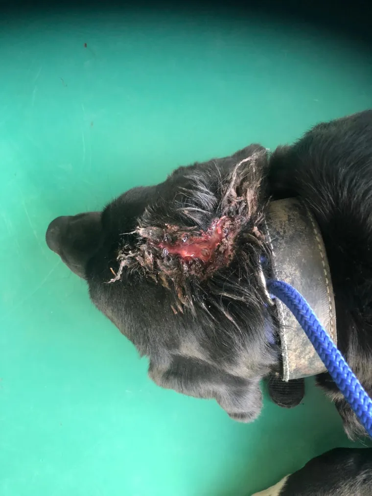 UZNEMIRUJUĆE FOTOGRAFIJE Poku&scaron;ao ubiti psa, ali preživio je: 'Razotkrili smo stra&scaron;nu priču'