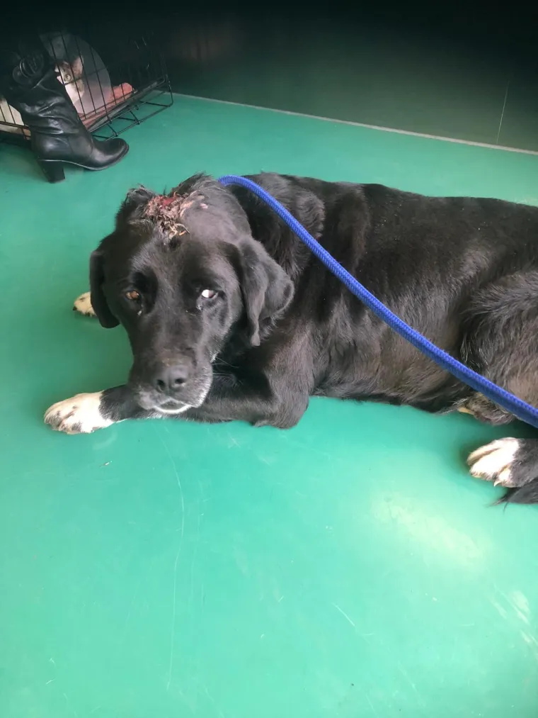 UZNEMIRUJUĆE FOTOGRAFIJE Poku&scaron;ao ubiti psa, ali preživio je: 'Razotkrili smo stra&scaron;nu priču'