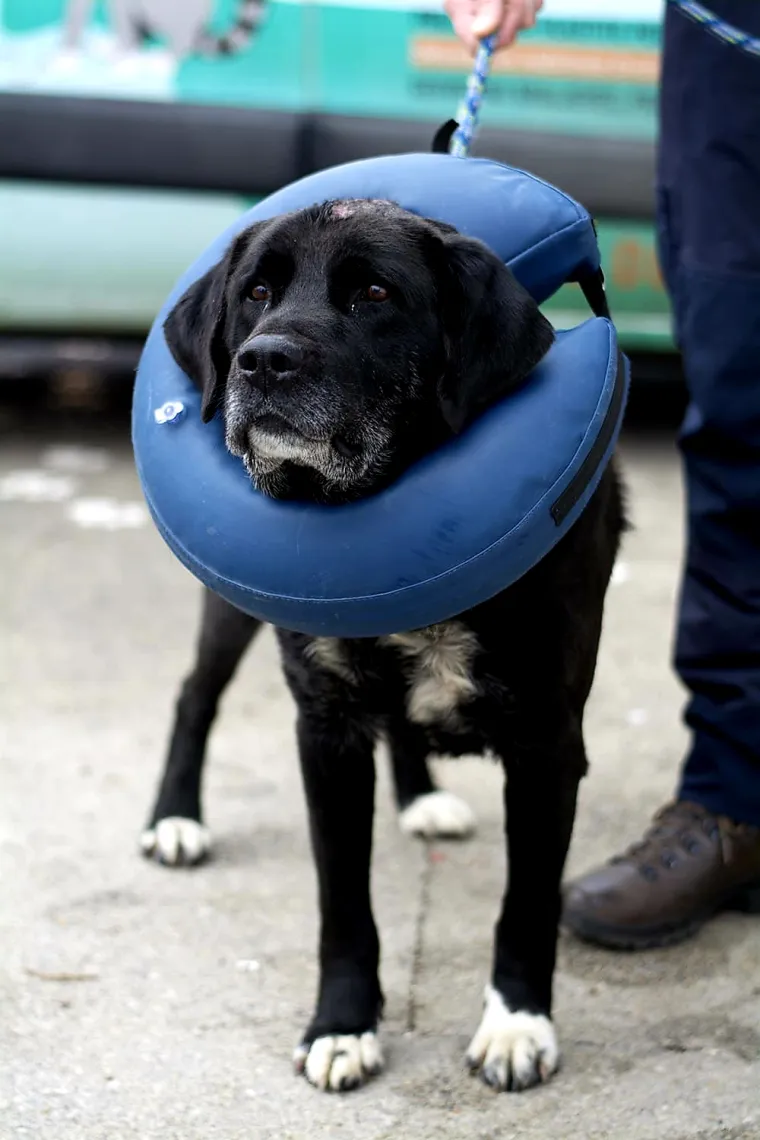 UZNEMIRUJUĆE FOTOGRAFIJE Poku&scaron;ao ubiti psa, ali preživio je: 'Razotkrili smo stra&scaron;nu priču'