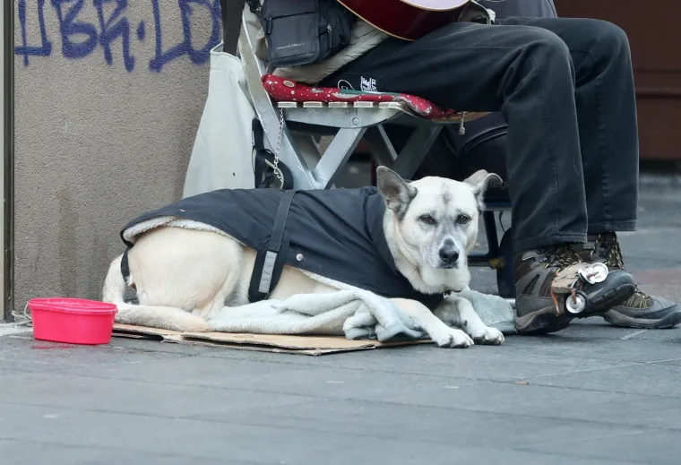 PSEĆA MODA U CENTRU ZAGREBA: Omiljeni dlakavci u zanimljivoj odjeći preplavili ulice da bi vama uljepšali dan