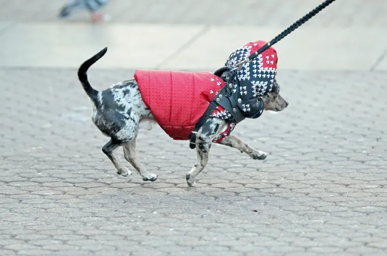 PSEĆA MODA U CENTRU ZAGREBA: Omiljeni dlakavci u zanimljivoj odjeći preplavili ulice da bi vama uljepšali dan