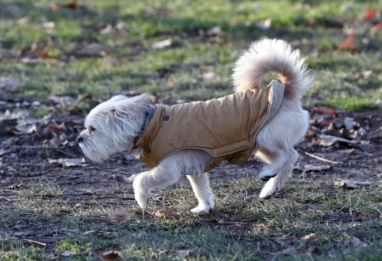 PSEĆA MODA U CENTRU ZAGREBA: Omiljeni dlakavci u zanimljivoj odjeći preplavili ulice da bi vama uljepšali dan