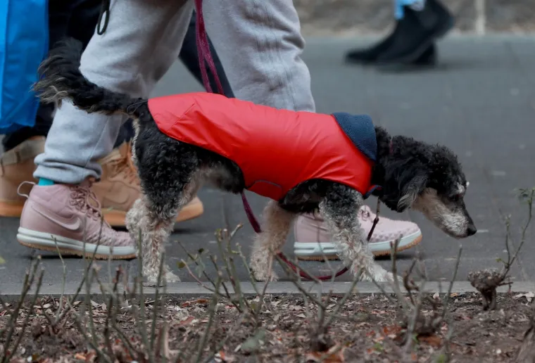 PSEĆA MODA U CENTRU ZAGREBA: Omiljeni dlakavci u zanimljivoj odjeći preplavili ulice da bi vama uljepšali dan