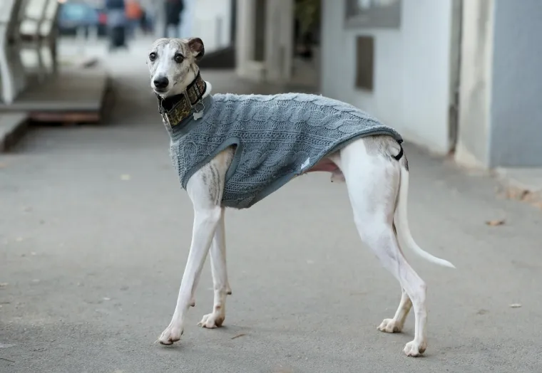 PSEĆA MODA U CENTRU ZAGREBA: Omiljeni dlakavci u zanimljivoj odjeći preplavili ulice da bi vama uljepšali dan