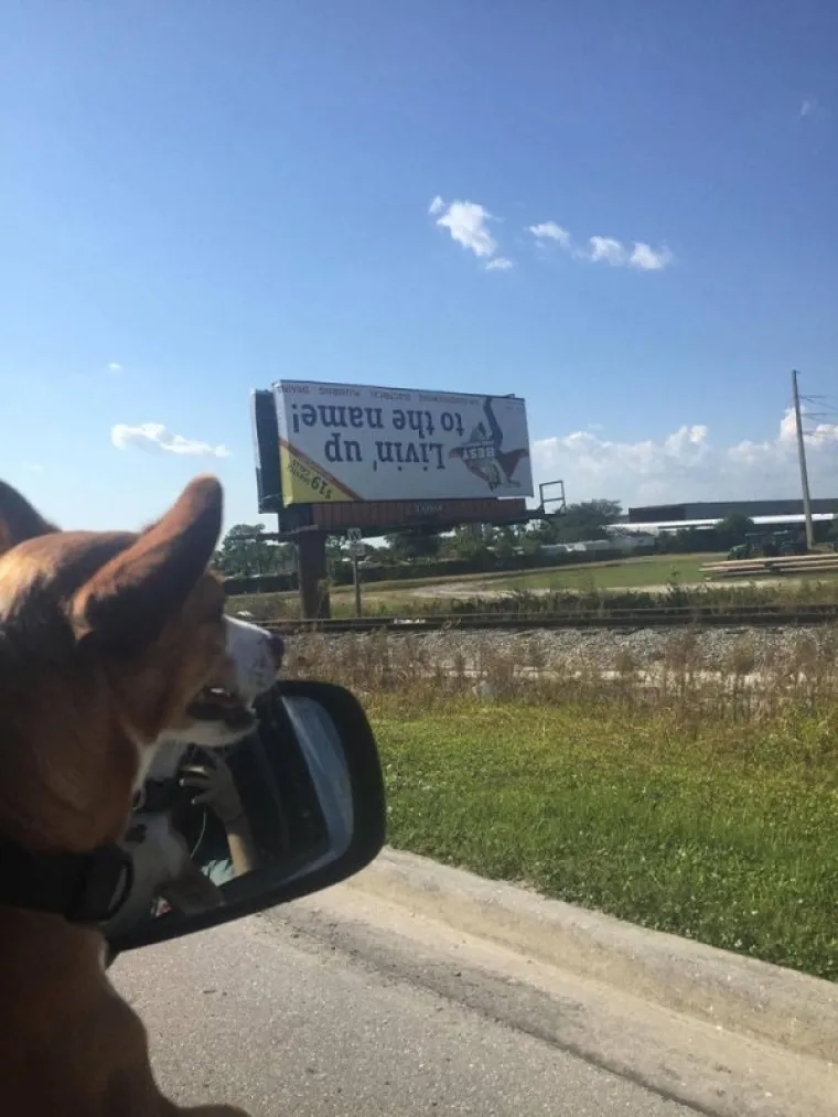 Gdje im je bila pamet? Ako je neuspjeh umjetnost onda su ovi ljudi najveći umjetnici