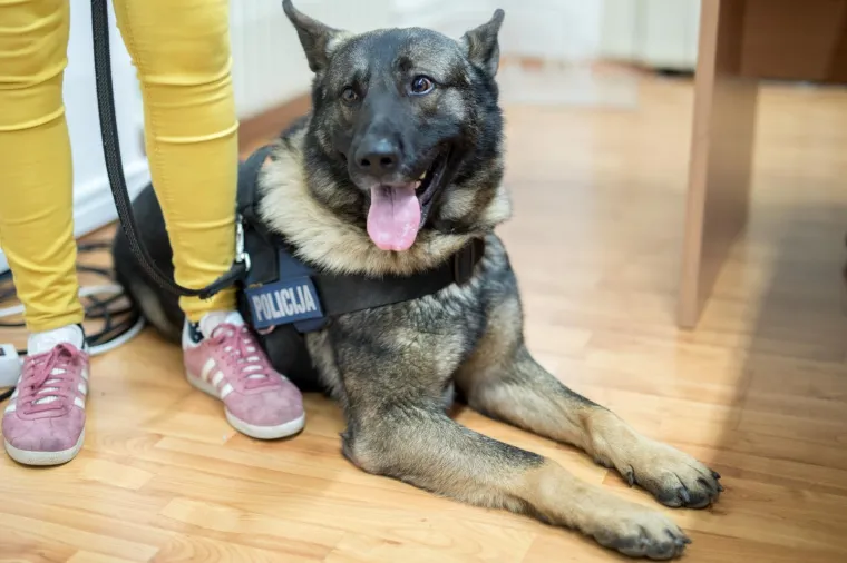 Riječka policija sa službenim psom Kastrom zaplijenila veće količine marihuane i kokaina