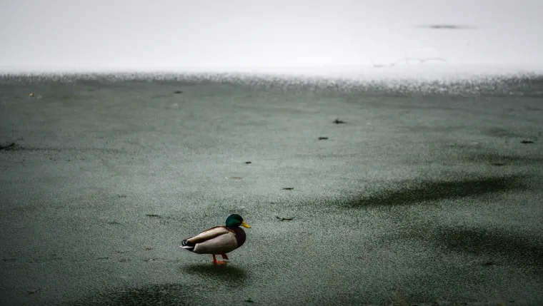 Prava zima: U Zagrebu pao prvi snijeg!