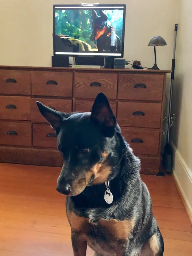 KOLIKE SU BILE &Scaron;ANSE DA IM SE OVO DOGODI? Oni su zaista imali vi&scaron;e sreće nego pameti. Jeste li vidjeli i&scaron;ta slično?