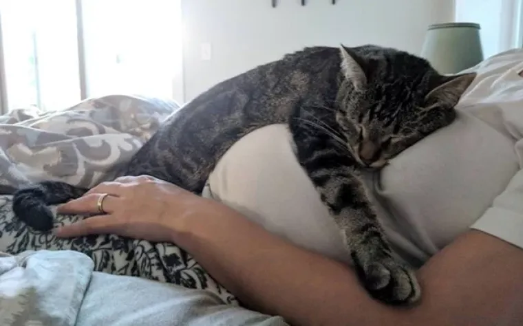 Puni ljubavi: Pogledajte kako ovi ljubimci maze i paze svoje trudne vlasnice