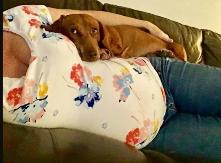 Puni ljubavi: Pogledajte kako ovi ljubimci maze i paze svoje trudne vlasnice