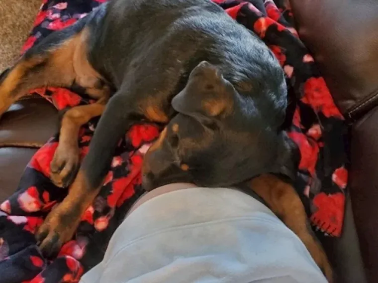 Puni ljubavi: Pogledajte kako ovi ljubimci maze i paze svoje trudne vlasnice