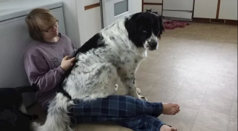 Puni ljubavi: Pogledajte kako ovi ljubimci maze i paze svoje trudne vlasnice