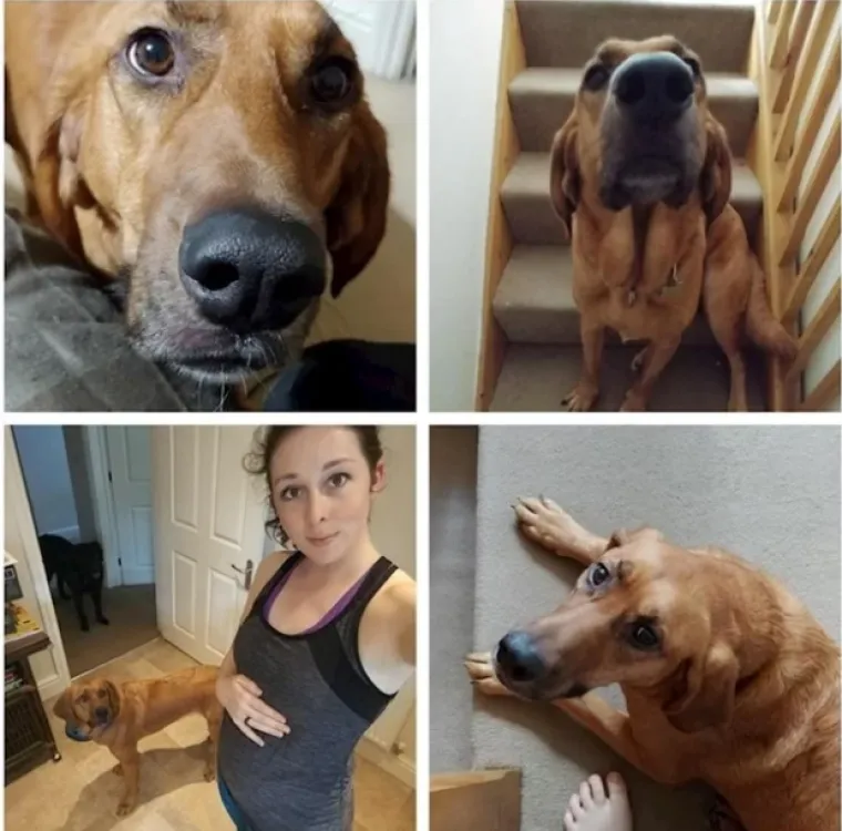 Puni ljubavi: Pogledajte kako ovi ljubimci maze i paze svoje trudne vlasnice