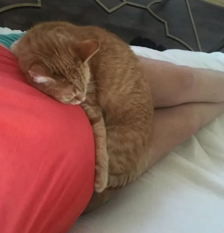 Puni ljubavi: Pogledajte kako ovi ljubimci maze i paze svoje trudne vlasnice