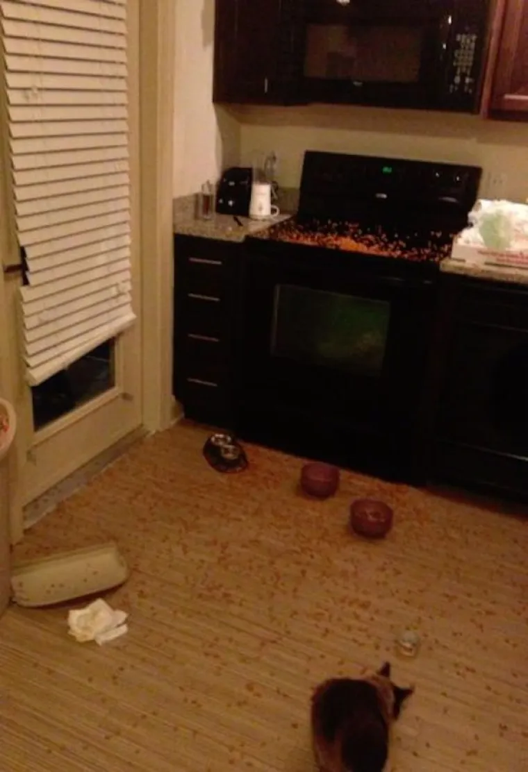 OBJAVILI PRIZORE PRAVIH MALIH GADOVA: Neki kućni ljubimci stvarno su prepredeni, a drugi izazivaju kaos