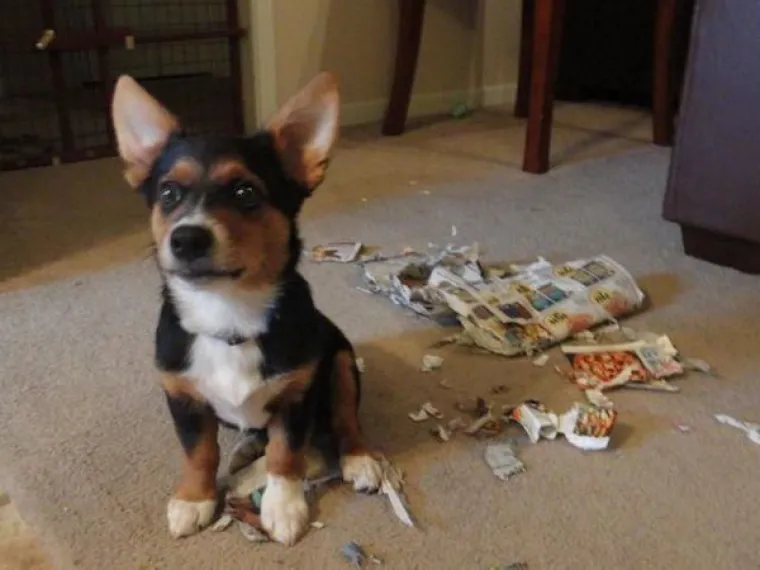 OBJAVILI PRIZORE PRAVIH MALIH GADOVA: Neki kućni ljubimci stvarno su prepredeni, a drugi izazivaju kaos