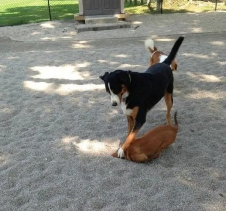 OBJAVILI PRIZORE PRAVIH MALIH GADOVA: Neki kućni ljubimci stvarno su prepredeni, a drugi izazivaju kaos