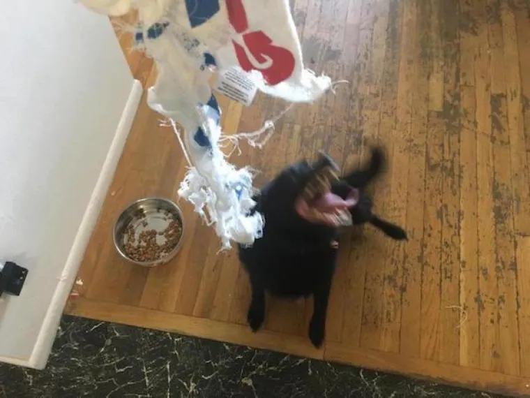 OBJAVILI PRIZORE PRAVIH MALIH GADOVA: Neki kućni ljubimci stvarno su prepredeni, a drugi izazivaju kaos