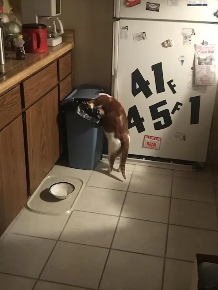 OBJAVILI PRIZORE PRAVIH MALIH GADOVA: Neki kućni ljubimci stvarno su prepredeni, a drugi izazivaju kaos