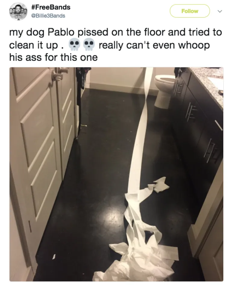 OBJAVILI PRIZORE PRAVIH MALIH GADOVA: Neki kućni ljubimci stvarno su prepredeni, a drugi izazivaju kaos