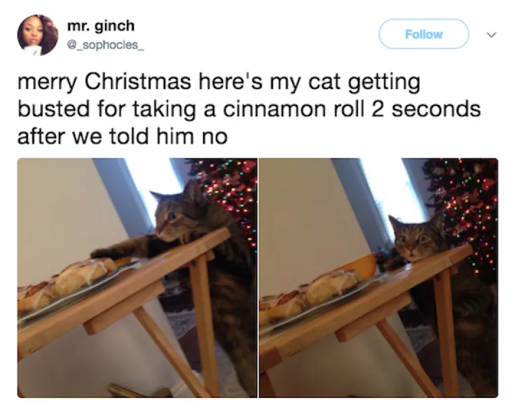 OBJAVILI PRIZORE PRAVIH MALIH GADOVA: Neki kućni ljubimci stvarno su prepredeni, a drugi izazivaju kaos