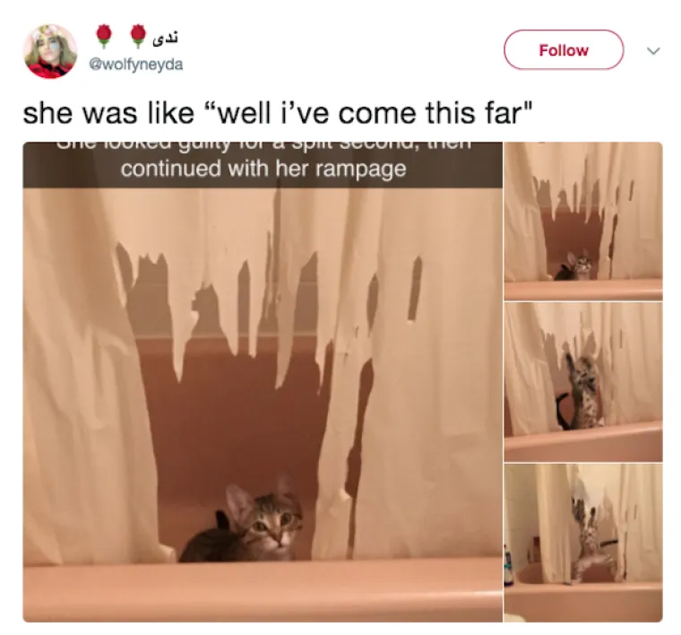 OBJAVILI PRIZORE PRAVIH MALIH GADOVA: Neki kućni ljubimci stvarno su prepredeni, a drugi izazivaju kaos