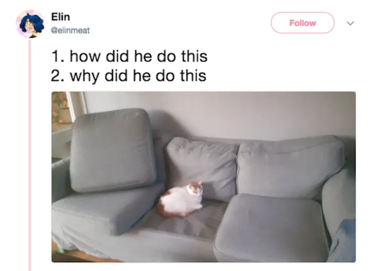 OBJAVILI PRIZORE PRAVIH MALIH GADOVA: Neki kućni ljubimci stvarno su prepredeni, a drugi izazivaju kaos