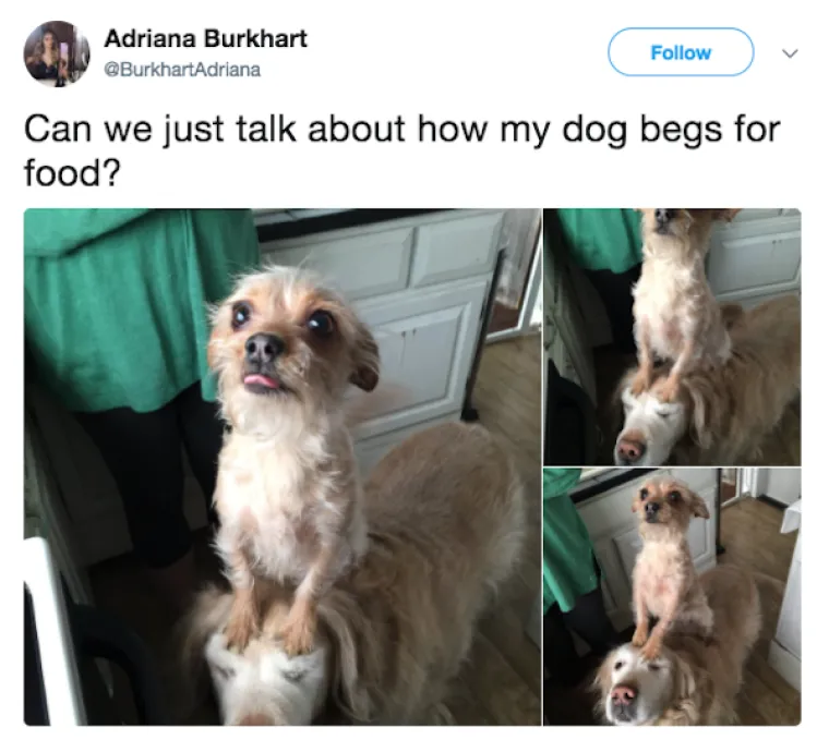 OBJAVILI PRIZORE PRAVIH MALIH GADOVA: Neki kućni ljubimci stvarno su prepredeni, a drugi izazivaju kaos