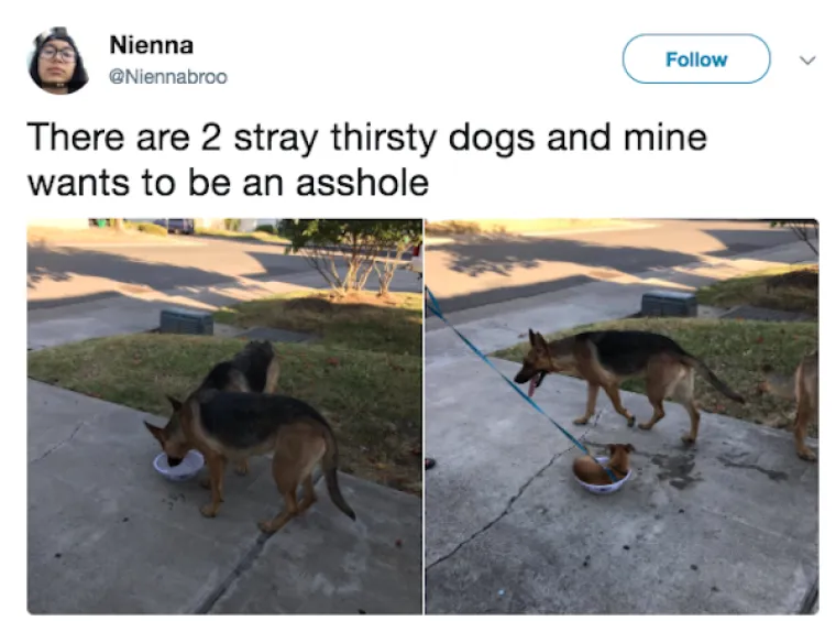 OBJAVILI PRIZORE PRAVIH MALIH GADOVA: Neki kućni ljubimci stvarno su prepredeni, a drugi izazivaju kaos