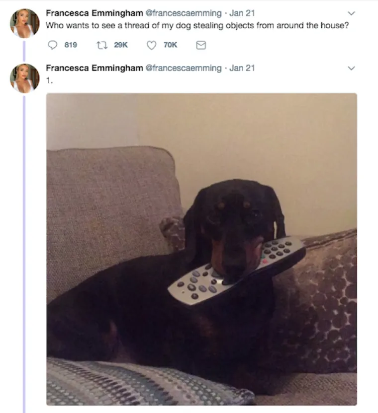 OBJAVILI PRIZORE PRAVIH MALIH GADOVA: Neki kućni ljubimci stvarno su prepredeni, a drugi izazivaju kaos