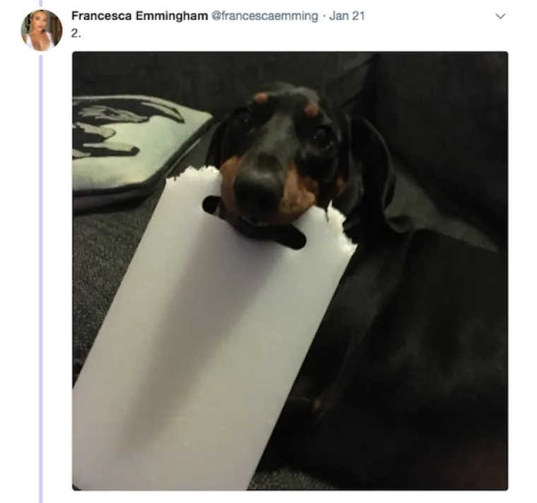 OBJAVILI PRIZORE PRAVIH MALIH GADOVA: Neki kućni ljubimci stvarno su prepredeni, a drugi izazivaju kaos