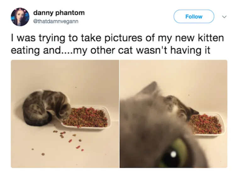 OBJAVILI PRIZORE PRAVIH MALIH GADOVA: Neki kućni ljubimci stvarno su prepredeni, a drugi izazivaju kaos