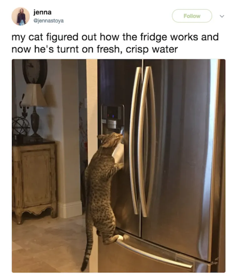 OBJAVILI PRIZORE PRAVIH MALIH GADOVA: Neki kućni ljubimci stvarno su prepredeni, a drugi izazivaju kaos