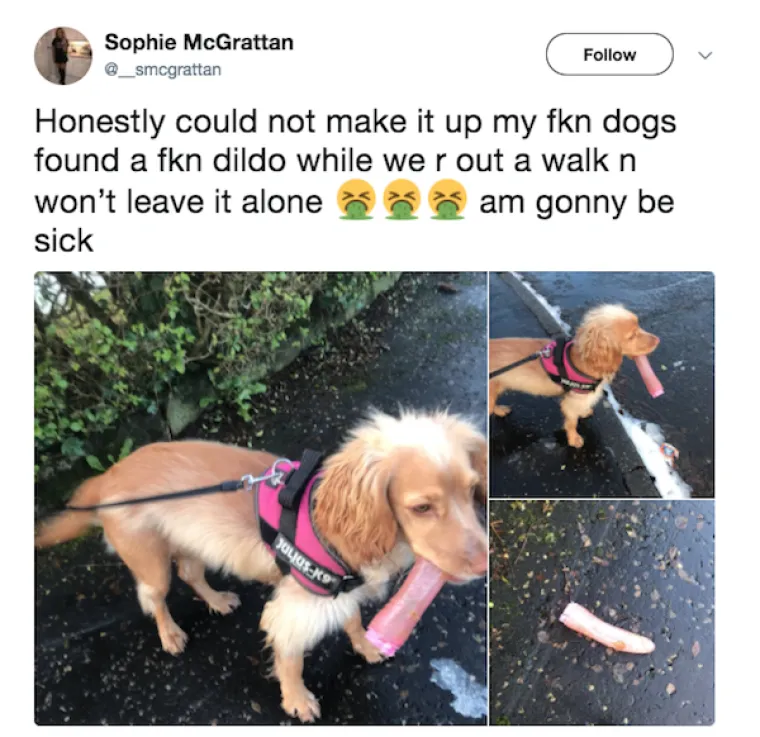 OBJAVILI PRIZORE PRAVIH MALIH GADOVA: Neki kućni ljubimci stvarno su prepredeni, a drugi izazivaju kaos