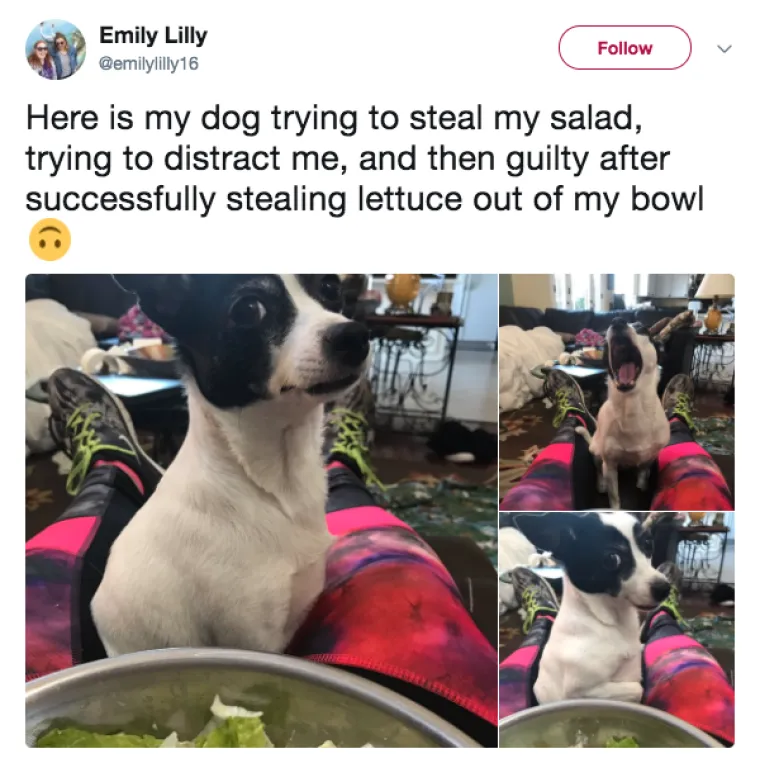 OBJAVILI PRIZORE PRAVIH MALIH GADOVA: Neki kućni ljubimci stvarno su prepredeni, a drugi izazivaju kaos