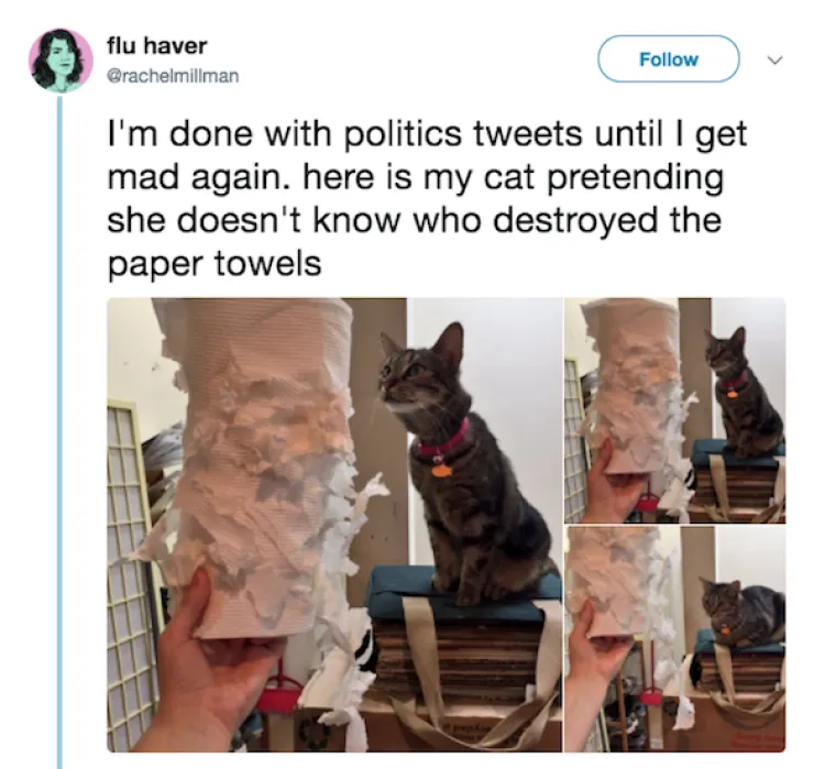 OBJAVILI PRIZORE PRAVIH MALIH GADOVA: Neki kućni ljubimci stvarno su prepredeni, a drugi izazivaju kaos