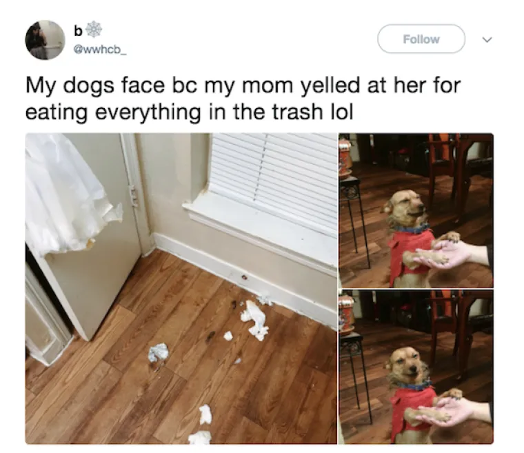 OBJAVILI PRIZORE PRAVIH MALIH GADOVA: Neki kućni ljubimci stvarno su prepredeni, a drugi izazivaju kaos