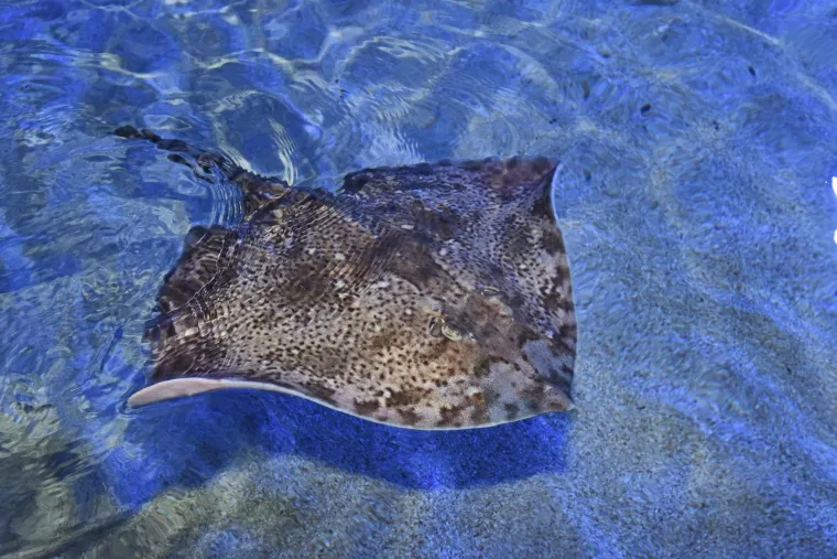 Velika nova atrakcija u pulskom akvariju i zove se Srećko