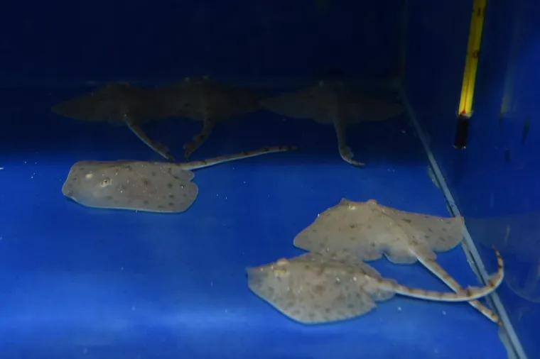 Velika nova atrakcija u pulskom akvariju i zove se Srećko