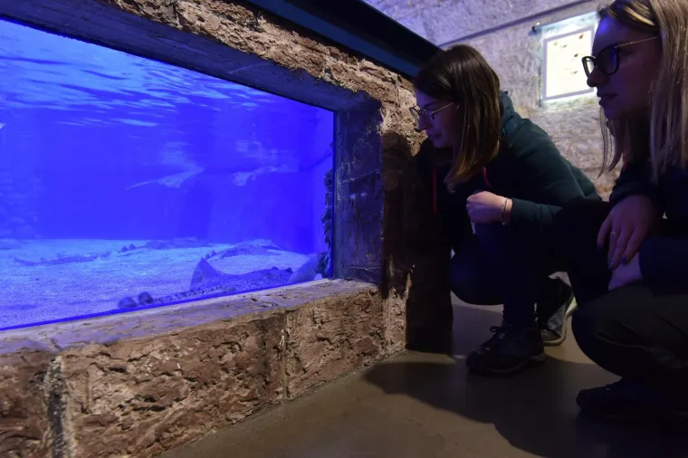Velika nova atrakcija u pulskom akvariju i zove se Srećko