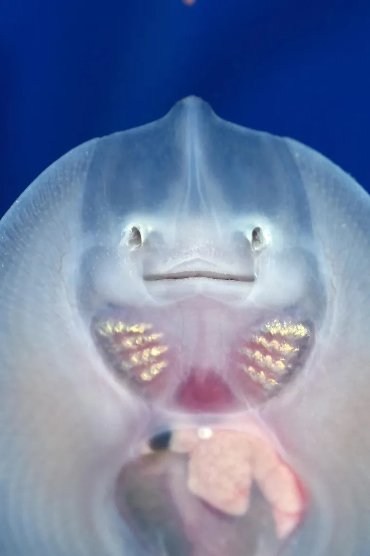 Velika nova atrakcija u pulskom akvariju i zove se Srećko