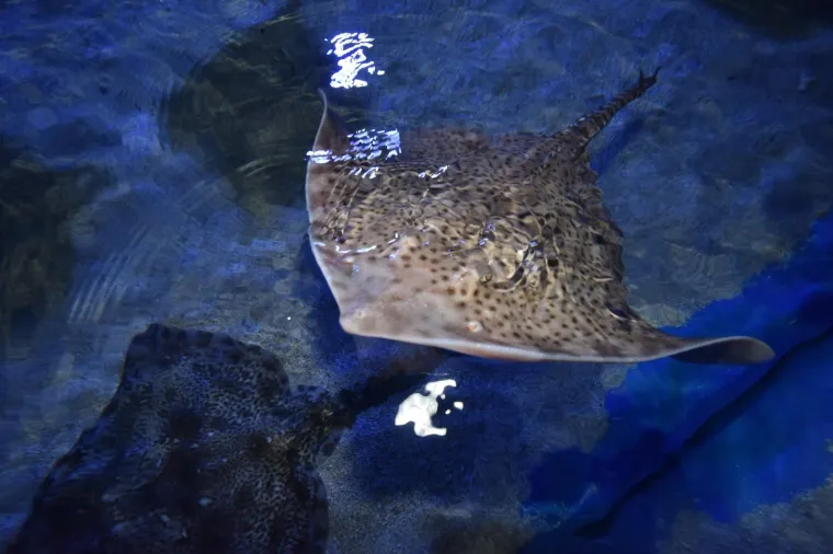 Velika nova atrakcija u pulskom akvariju i zove se Srećko
