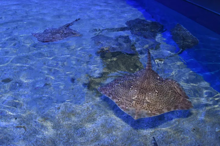Velika nova atrakcija u pulskom akvariju i zove se Srećko