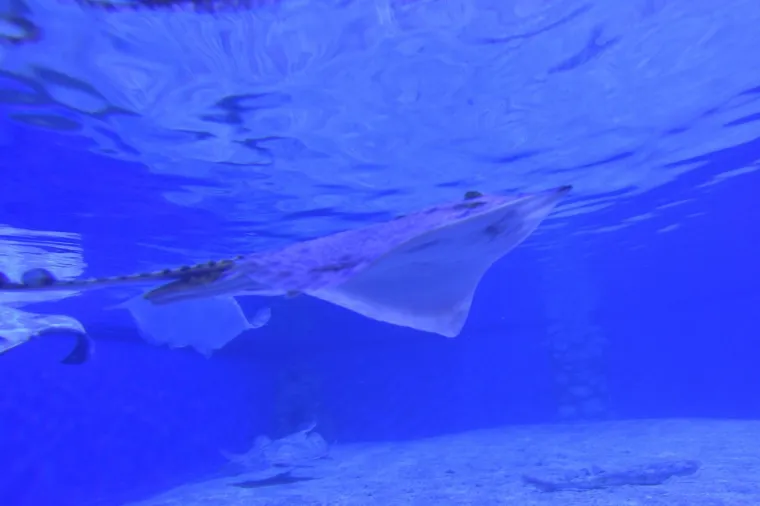 Velika nova atrakcija u pulskom akvariju i zove se Srećko