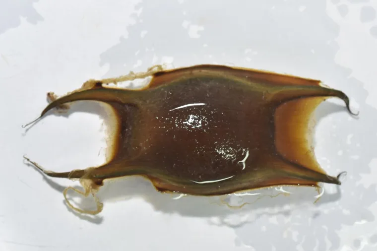 Velika nova atrakcija u pulskom akvariju i zove se Srećko