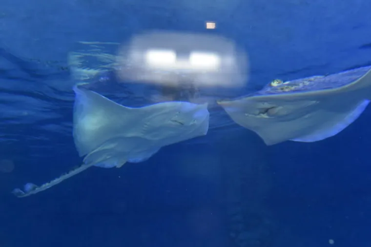 Velika nova atrakcija u pulskom akvariju i zove se Srećko